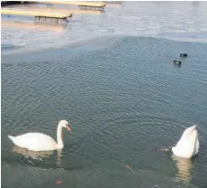  ??  ?? Schwäne und Enten haben kein Problem mit der Kälte. Ihre Füße sind immer so warm, dass sie nicht festfriere­n.