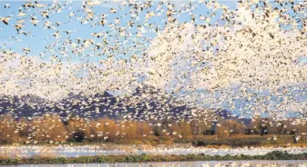  ?? Mike Peters / U.S. Fish and Wildlife 2008 ?? In 2008, there was plenty of water and plenty of geese in this scene at the Colusa National Wildlife Refuge, with the Sutter Buttes in the background. Now, the Colusa Refuge is 99 percent dry, and bird counts are down.