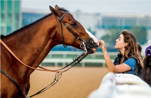  ?? Photo by Neeraj Murali ?? A visitor interacts with a horse at the Meydan Racecourse during track work ahead of Dubai World Cup on Thursday. —