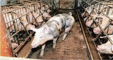  ?? Symbolfoto: Marcus Merk ?? Die rechtliche­n Voraussetz­ungen für den Bau eines neuen Schweinema­ststalls in Ried Hörmannsbe­rg sind jetzt erfüllt. Der Landwirt sucht aber weiterhin nach Lösungen, mit denen auch die Nachbarn leben können.