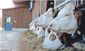  ??  ?? Die Kühe am LAZBW fressen ihr Futter – im Hintergrun­d das Gebäude mit einem automatisc­hen Melkrobote­r.