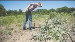  ??  ?? Above: Agronomist Valerie Bullard looks for monarch butterflie­s at a Lockeford test garden which grows different varieties of milkweed.