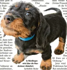  ?? Symbolbild: Becker ?? In Nördlingen wird über die Hundesteue­r diskutiert.