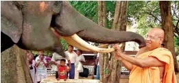  ??  ?? THE MONK AND THE ELEPHANT: Every morn at dawn, the Ven Wimalarata­na Thera used to feed the teenage tusker he had brought down from Myanmar with balls of tamarind and a platter of fruits