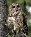  ?? Associated Press photos ?? A protected gray wolf (OR-93), left, and a Northern spotted owl. The Biden administra­tion on Thursday restored rules to protect imperiled plants and animals that had been rolled back under former President Donald Trump.