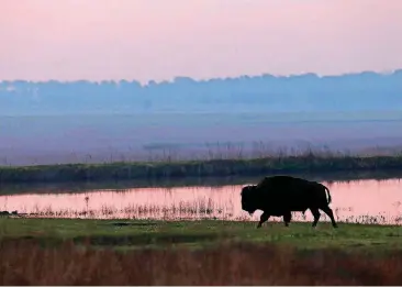  ?? [PHOTO BY TOM ?? Bison graze before sunrise in April at the Nature Conservanc­y’s Tallgrass Prairie Preserve near Pawhuska. Join the Myriad Botanical Gardens for a field trip to the Tallgrass Prairie Preserve and Pioneer Woman Mercantile.