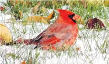  ?? VIRGINIA MCEWEN PHOTO ?? Once a rarity in the area, the Northern Cardinal is now a regular sight with this one spotted in Ottawa.