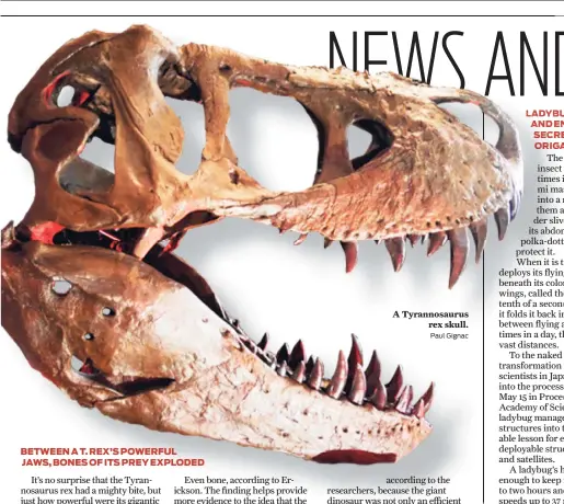  ?? Paul Gignac ?? A Tyrannosau­rus rex skull.