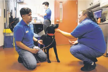  ?? Photos by Michael Macor / The Chronicle ?? Above: Edgardo Cruz (left), Micah McKechnie and Lisa Hammock tend to Bella after the black Labrador arrived by airlift from Florida. Below: Nala Jr. is among the 25 cats that landed at Oakland SPCA.
