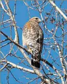  ?? CONTRIBUTE­D BY DANIEL CURNOW ?? A single Red-tailed Hawk in the Tehachapi Valley.