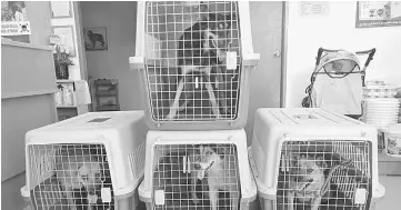  ??  ?? Four newly-caught female dogs are sent to the veterinari­an clinic for neutering.