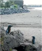  ?? SUPPLIED ?? Bronze penguin sculptures in Campbells Bay.