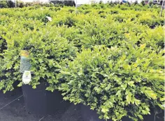  ?? MARKCULLEN.COM ?? Boxwood can be used as a slow-growing specimen or clipped into a formal hedge.