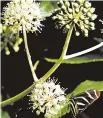  ??  ?? This Zebra heliconian feasts on the globelike flowers of the tropical-looking fatsia.