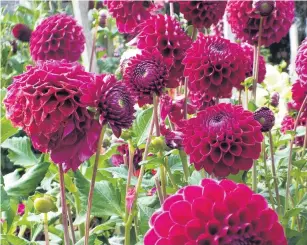  ??  ?? Large, lighthungr­y plants such as dahlias struggle to transition from outdoor to indoor plant.