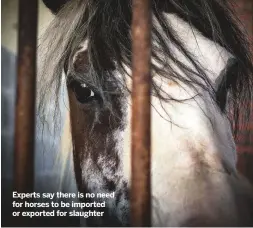  ??  ?? Experts say there is no need for horses to be imported or exported for slaughter