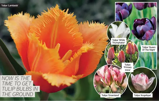  ?? ?? Tulipa ‘Lambada’
Tulipa ‘White Triumphato­r’
Tulipa ‘Groenland’
Tulipa ‘Prinses Irene’
Tulipa ‘Queen Of The Night’
Tulipa ‘Angelique’