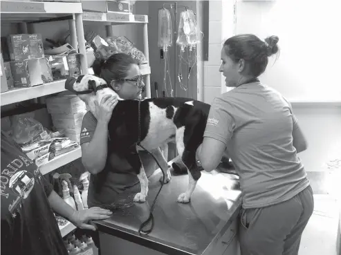  ?? Associated Press ?? Dr. Melissa Newman, right, is a veterinari­an volunteeri­ng at an animal shelter in Livingston, La., where dozens of pets have found refuge after massive flooding separated them from their owners. Newman and Sarah Keitges, left, are caring for a pit bull...