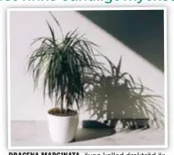  ?? FOTO: MOSTPHOTOS ?? DRACENA MARGINATA, även kallad drakträd är dekorativ och lättskött.