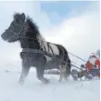  ?? FOTO: FRANK SORGE/IMAGO IMAGES ?? Die Ponys werden derzeit andernorts benötigt.