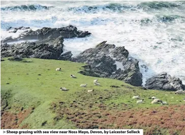  ??  ?? > Sheep grazing with sea view near Noss Mayo, Devon, by Leicester Selleck
