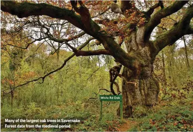  ??  ?? Many of the largest oak trees in Savernake Forest date from the medieval period