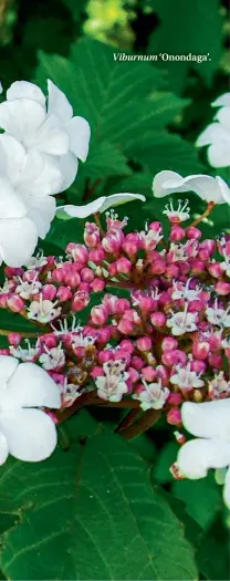  ??  ?? Viburnum ‘Onondaga’.