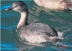  ??  ?? A hoary-headed grebe off St Helens Beach.