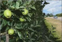  ?? Daily Courier file photo ?? Still-green apples hang from trees in an orchard in Kelowna in this photo from July 2017. Warm nights due to smoke are delaying the colour break for apples this year, says BC Fruit Growers’ Associatio­n president Pinder Dhaliwal.