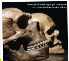  ??  ?? Genetiska förändring­ar gav människor och neandertal­are en stor hjärna.