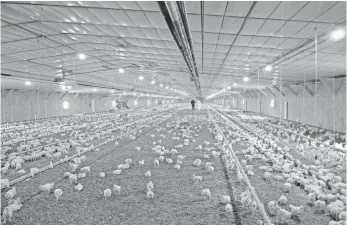  ?? PERDUE ?? Chickens have extra space to roam in this chicken house at competitor Perdue. Extra space is critical to ensure healthy fowl because a single sick bird can infect a whole flock.