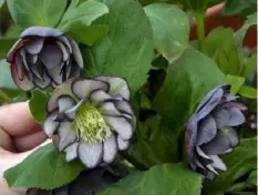  ?? Walters Gardens Inc. ?? ‘The Black Tie Affair’ Lenten rose from the Wedding Party series.
Christmas rose (Helleborus niger).