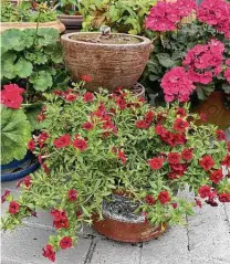  ?? Melissa Aguilar / Staff ?? Calibracho­as look good in containers, as well as in beds, in a Bellaire garden.