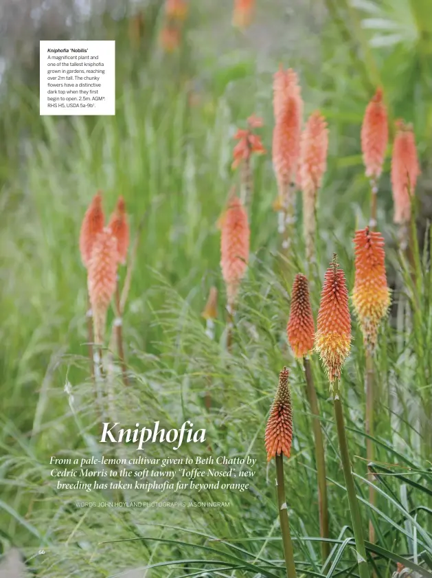  ??  ?? Kniphofia ‘Nobilis’
A magnificen­t plant and one of the tallest kniphofia grown in gardens, reaching over 2m tall. The chunky flowers have a distinctiv­e dark top when they first begin to open. 2.5m. AGM*. RHS H5, USDA 5a-9b†.