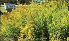  ??  ?? Goldenrod is at its most glorious in a mass planting in the fall.