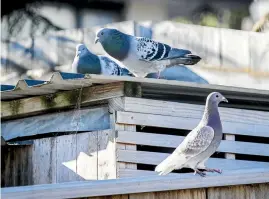  ?? BRADEN FASTIER/ STUFF ?? The owner of the pigeons says his son has tried to take them away, but the birds – which are renowned for their homing ability – always come back.