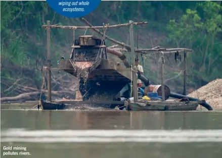  ??  ?? Gold mining pollutes rivers.