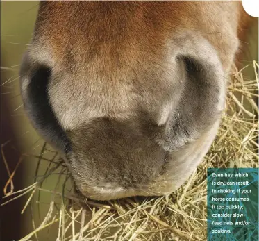  ??  ?? Even hay, which is dry, can result in choking if your horse consumes it too quickly; consider slowfeed nets and/or soaking.