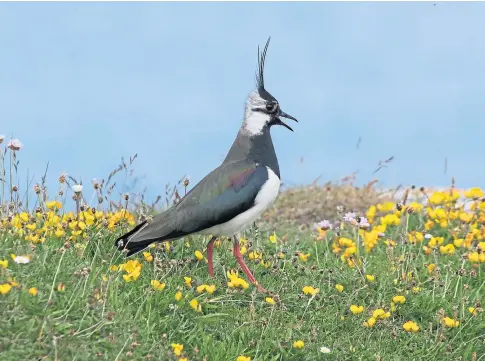  ?? ?? FEATHERED FRIEND: A lapwing struts across the machair – one of the species to be spotted this year.