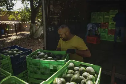  ?? ARMANDO SOLIS — THE ASSOCIATED PRESS ?? A man works at an avocado