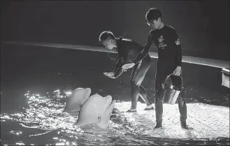  ?? PROVIDED TO CHINA DAILY ?? Two female beluga whales, Little Grey and Little White, play with their trainers at Shanghai Changfeng Ocean World.