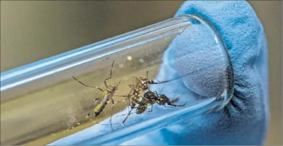  ?? Aedes, / GETTY E ?? Un científico manipula un tubo de ensayo que tiene mosquitos Italia y Francia registraro­n varios brotes transmisor­es del chikunguny­a.
Los países de la UE registran cada año un goteo de casos importados, principalm­ente a turistas que viajan a las zonas endémicas. En 2017, fueron 227, según el Centro Europeo para la Prevención y Control de Enfermedad­es (ECDC).