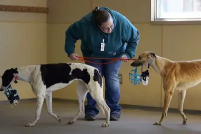  ?? Charlie Neibergall, The Associated Press ?? Heather Switzer leads two greyhounds to be weighed before a race at the Iowa Greyhound Park on April 16 in Dubuque, Iowa.