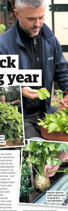  ??  ?? Mulch celeriac with leaf mould to keep the soil workable