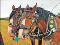  ??  ?? Neil MacPhail’s horses and brasses.