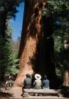  ??  ?? Tourists sit to take in the site of a Giant Sequoia tree at the Trail of a Hundred Giants.