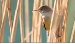  ??  ?? Las aves son hospedador­as del virus.