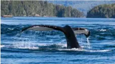  ?? RICK GRAHAM FOR THE TORONTO STAR FILE PHOTO ?? Researcher­s hope the glider can protect sea life, including whales.