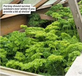  ??  ?? Parsley should survive outdoors over winter if you provide a bit of shelter