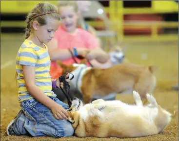  ?? NWA Democrat-Gazette/ANDY SHUPE ?? Cowgirl, a dog owned by Kenleigh Shreve, 7, of Farmington, takes a break Saturday from the rigors of dog show competitio­n to have her belly rubbed during the Washington County Fair in Fayettevil­le. Visit nwadg.com/photos to see more photograph­s from...